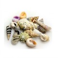 HOBBY HERMIT CRAB SHELLS SMALL PACK OF 20